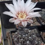 Gymnocalycium robustum cactus met roze bloemknoppen en stekels.