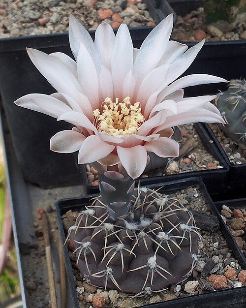 Gymnocalycium robustum cactus met roze bloemknoppen en stekels.