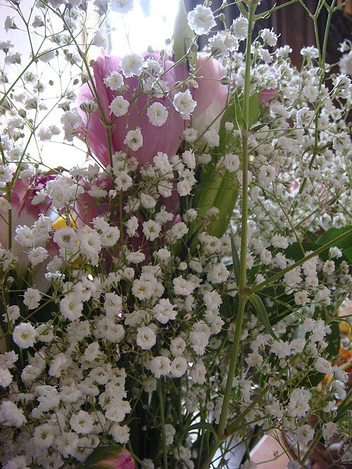 Gypsophila elegans bloeiende witte bloemen op groene stelen.