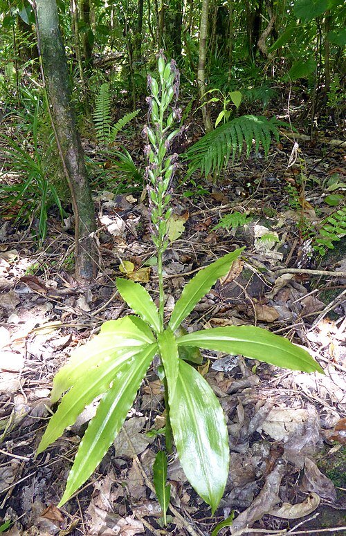 Close-up van witte bloeiende Habenaria amplifolia orchidee op groen blad.