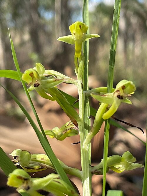Witte bloemen van Habenaria floribunda met groen blad op natuurlijke achtergrond.