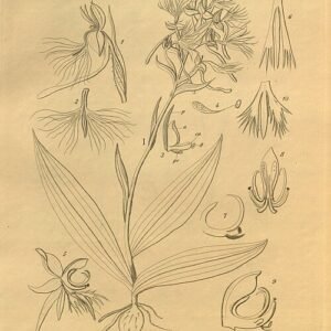 Witte bloem van Centrostigma orchidee met groen blad op heldere achtergrond.