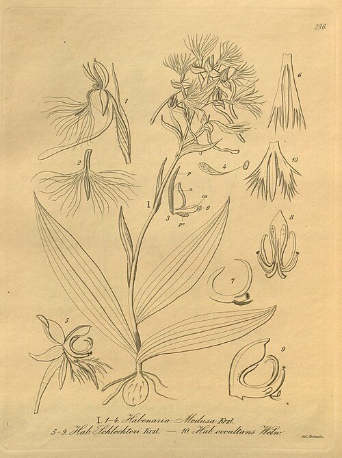 Witte bloem van Centrostigma orchidee met groen blad op heldere achtergrond.