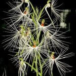Witte Habenaria myriotricha orchidee bloem met groene bladeren op achtergrond.