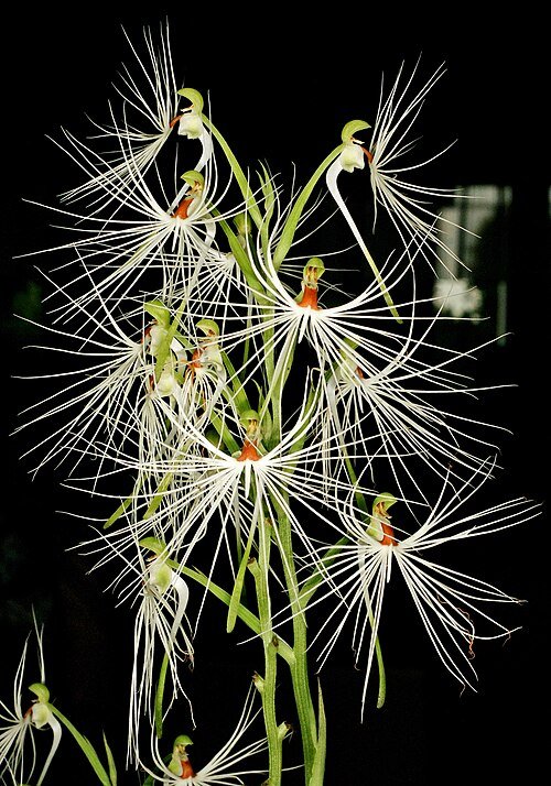 Witte Habenaria myriotricha orchidee bloem met groene bladeren op achtergrond.