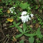 White Habenaria plantaginea orchid flower with green leaf in close-up.