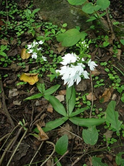 White Habenaria plantaginea orchid flower with green leaf in close-up.