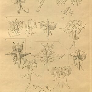 Witte Roeperocharis orchidee met groene bladeren en lange steel.