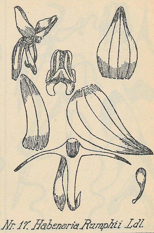 Habenaria rumphii orchidee illustratie uit 1923 - witte bloem, groene bladeren.