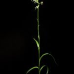 Habenaria vlinderorchidee bloem in wit en groen.