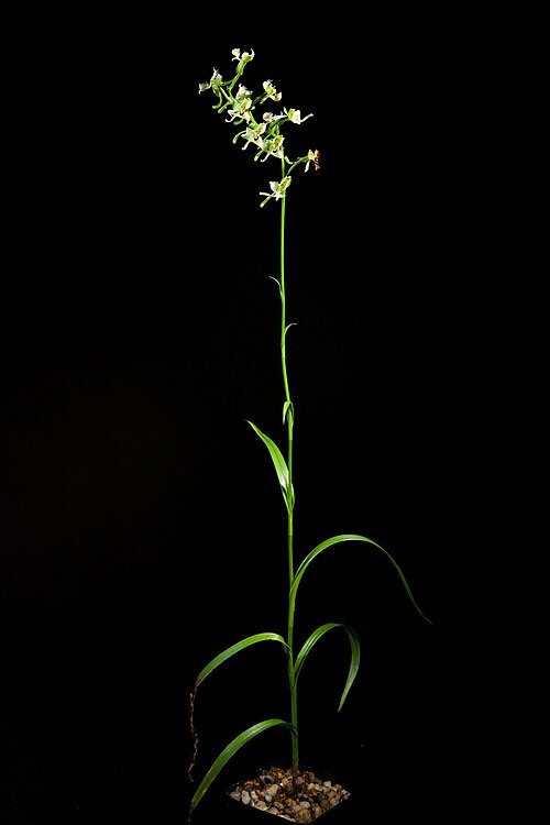 Habenaria vlinderorchidee bloem in wit en groen.