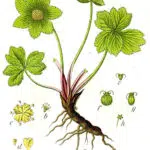Gele bloemen en groen blad van Hacquetia epipactis plant.