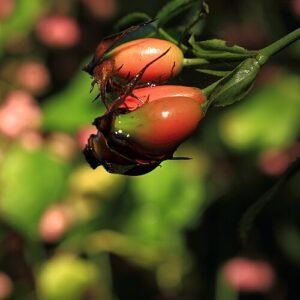 Close-up van rode rozenbottels en groene bladeren van Rosa sect. Caninae.