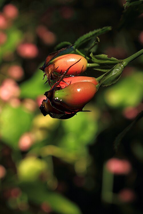Close-up van rode rozenbottels en groene bladeren van Rosa sect. Caninae.