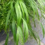"Hakonechloa macra All Gold bladeren dichtbij met levendige gele en groene bladvariaties."