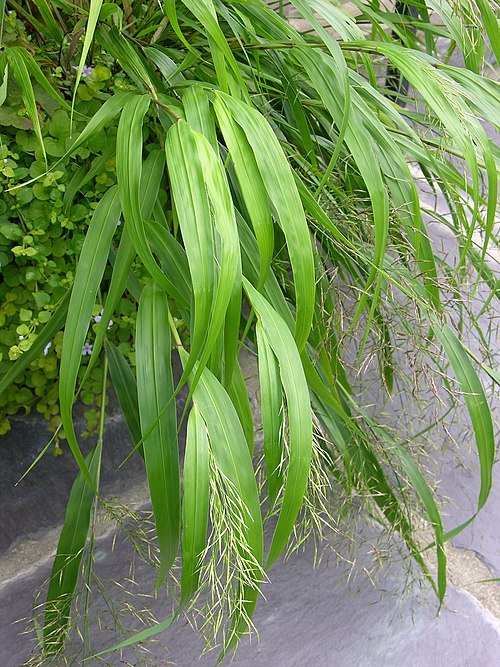 "Hakonechloa macra All Gold bladeren dichtbij met levendige gele en groene bladvariaties."