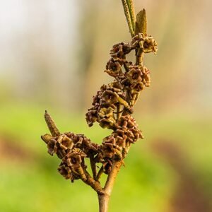 Hamamelis x intermedia Angelly bloemen in close-up.