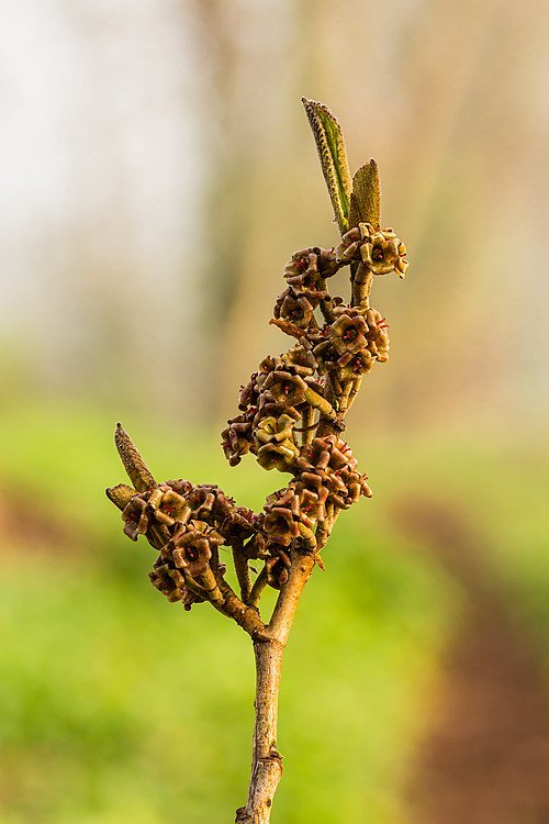 Hamamelis x intermedia Angelly bloemen in close-up.