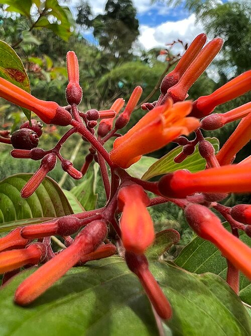 Bright red Hamelia patens flower with vibrant green leaves in sunlight.