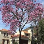 Handroanthus lapacho bloeiende roze bloemen op een zonnige dag.