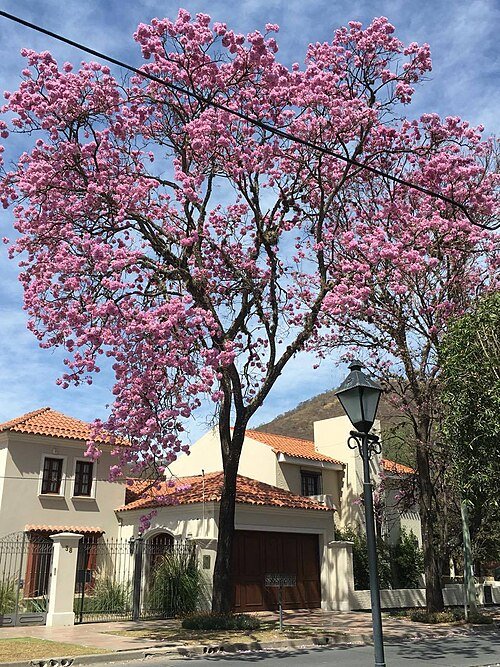 Handroanthus lapacho bloeiende roze bloemen op een zonnige dag.