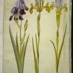 Iris sambucina bloem in paarse en gele tinten, met karakteristieke bloemblaadjes.