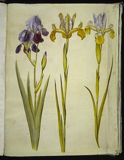 Iris sambucina bloem in paarse en gele tinten, met karakteristieke bloemblaadjes.