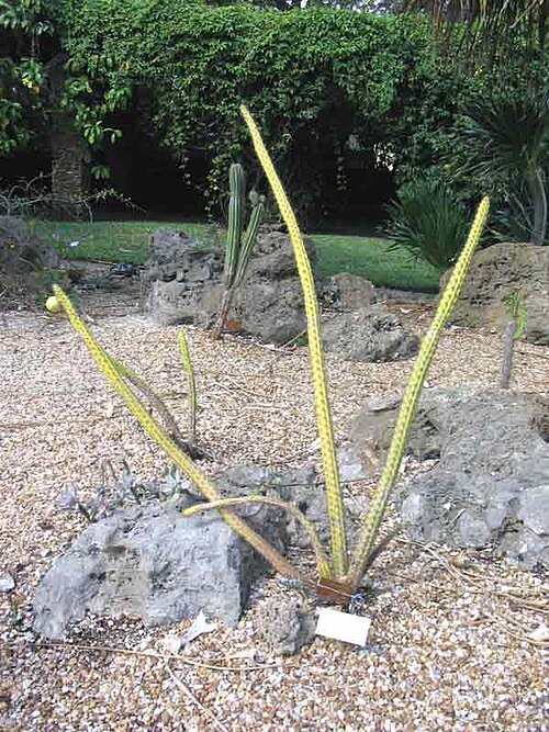 Harrisia aboriginum cactus met heldere witte bloemen en groene bladeren.