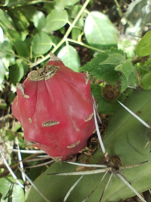 Zeldzame Harrisia bonplandii cactus met witte bloemen op groene stengels.
