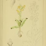 Purple Pterygodium flower botanical illustration from 1913.