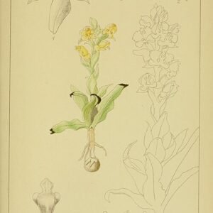 Purple Pterygodium flower botanical illustration from 1913.