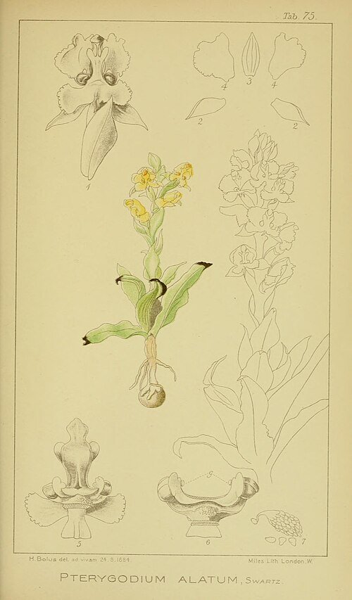 Purple Pterygodium flower botanical illustration from 1913.