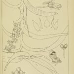 Vintage botanical illustration of Tridactyle bicaudata orchid with white flowers and green leaves.