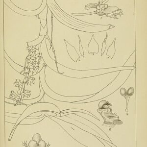 Vintage botanical illustration of Tridactyle bicaudata orchid with white flowers and green leaves.