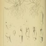 Illustratie van Bolusiella orchidee uit Zuid-Afrika op vintage botanische plaat.