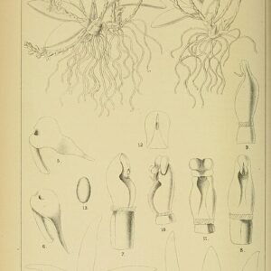 Illustratie van Bolusiella orchidee uit Zuid-Afrika op vintage botanische plaat.