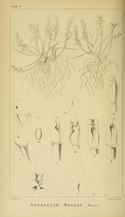 Illustratie van Bolusiella orchidee uit Zuid-Afrika op vintage botanische plaat.