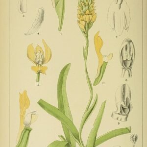Schizochilus orchidee in volle bloei met paarse en witte bloemblaadjes, groene bladeren op een botanische illustratie uit 1896.