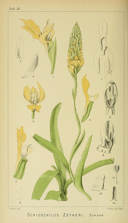 Schizochilus orchidee in volle bloei met paarse en witte bloemblaadjes, groene bladeren op een botanische illustratie uit 1896.