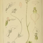 Illustratie van exotische orchidee uit Zuid-Afrika, gedetailleerd en kleurrijk.