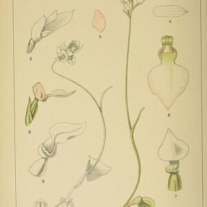 Illustratie van exotische orchidee uit Zuid-Afrika, gedetailleerd en kleurrijk.