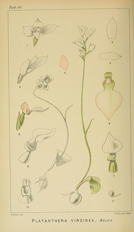 Illustratie van exotische orchidee uit Zuid-Afrika, gedetailleerd en kleurrijk.