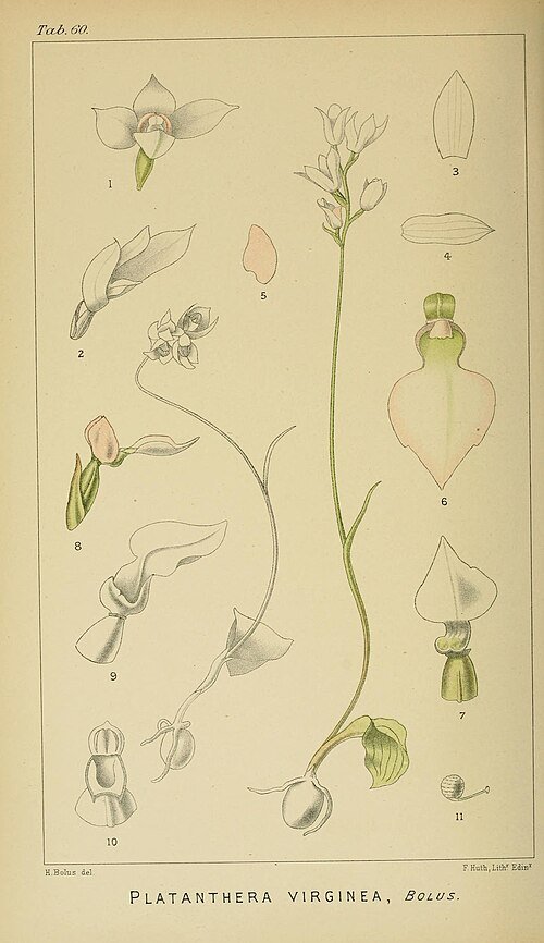 Illustratie van exotische orchidee uit Zuid-Afrika, gedetailleerd en kleurrijk.