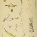 Botanische illustratie van Neobolusia orchideeën - roze en witte bloemen op groene achtergrond.