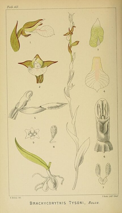 Botanische illustratie van Neobolusia orchideeën - roze en witte bloemen op groene achtergrond.