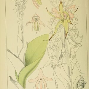 Satyrium macrophyllum orchidee in botanische illustratiestijl.