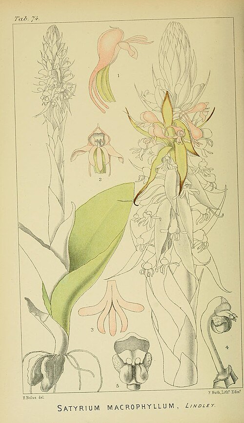 Satyrium macrophyllum orchidee in botanische illustratiestijl.