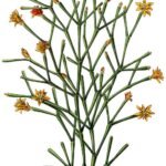 Green Hatiora cactus with vibrant orange flowers blooming on white background.
