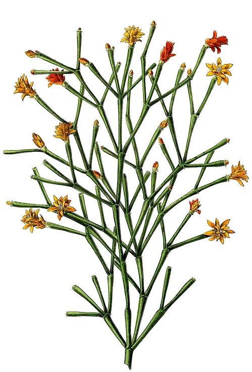 Green Hatiora cactus with vibrant orange flowers blooming on white background.