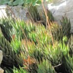 Haworthia fasciata variabilis in bloei met witte stippen op groene bladeren.
